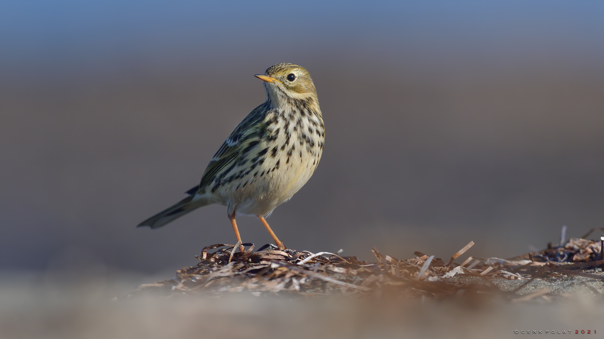 Meadow Pipit